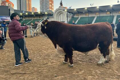 El toro "místico", el primero en la Exposición Rural de Palermo