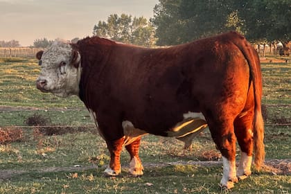 El toro se acerca a la gente para que lo acaricien