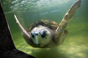 El difícil traslado del tortugo Jorge: pesa 99 kilos y tiene 70 años