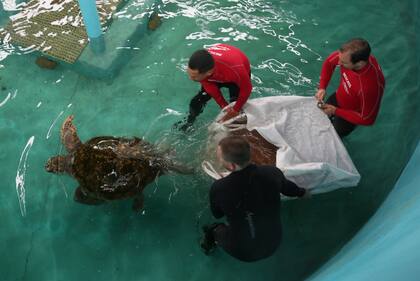 El tortugo en la pileta de más 120.000 litros de agua