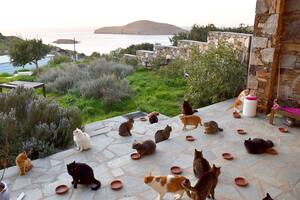 El mejor trabajo del mundo: buscan cuidador de gatos en una isla griega