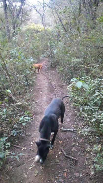 El trabajo con perros de rastreo fue fundamental para dar con evidencia genética del oso andino y otras especies en Argentina.
