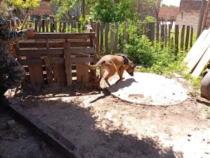 El trabajo de la policía con perros de rastreo fue clave para hallar el cuerpo