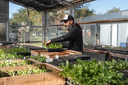 El trabajo dentro de los invernáculos
