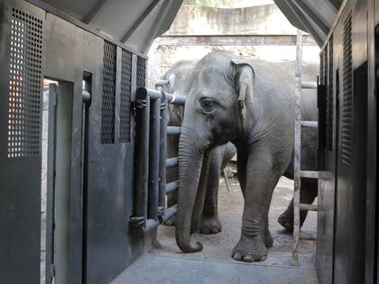 El trabajo para que Pocha y Guillermina se suban a los contenedores se inició hace tiempo y el sábado así sucedió