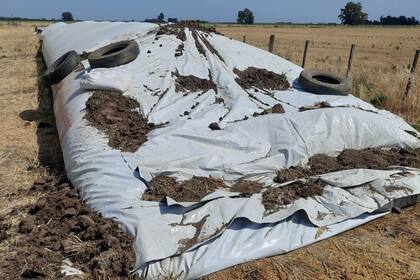 El trabajo posterior que hizo el productor para evitar que el cereal se moje