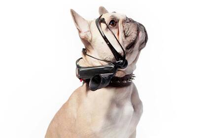 El traductor de ladridos