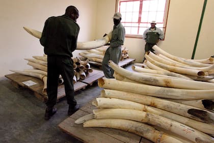 El tráfico de marfil está prohibido desde hace 22 años