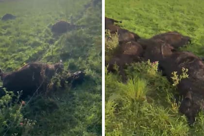 El trágico hecho sucedió el martes pasado