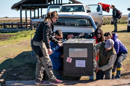 El equipo de Kristine traslada a Alondra, el ejemplar hembra de lobo gargantilla en el Parque Nacional Iberá, en la provincia de Corrientes 