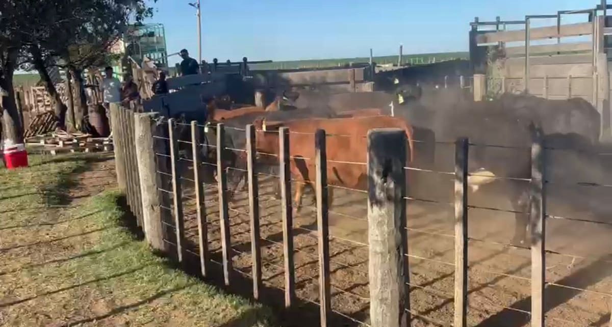Em Córdoba, a proteção do dono da forragem foi invadida Em Córdoba, a proteção do dono da forragem foi invadida
