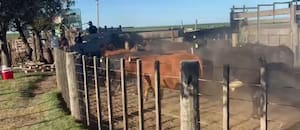 El descargo del dueño del feedlot allanado en Córdoba