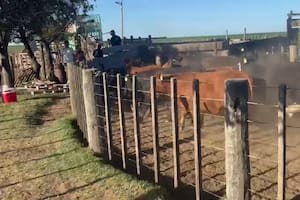 El descargo del dueño del feedlot allanado en Córdoba