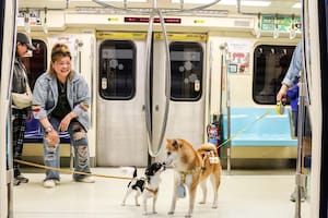 Cuáles son los requisitos para viajar con mascotas en trenes y micros
