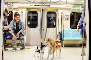 Cuáles son los requisitos para viajar con mascotas en trenes y micros