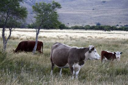 El traslado del ganado, un eje del conflicto