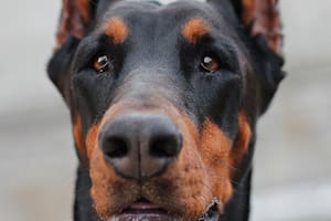 Titán, el perro que sufría un “trauma emocional” y fue tratado con aceite de cannabis