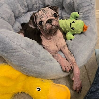 El tratamiento incluyó baños medicados, antibióticos para combatir las infecciones y analgésicos.