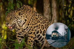 El trazado de las vías afecta gravemente la migración del jaguar, entre otras especies. (Canva-Rancho el Aribabi)