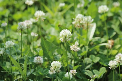 El trébol blanco es una maleza, pero muchos optan por dejarla crecer por su capacidad de fijar nitrógeno en el suelo.