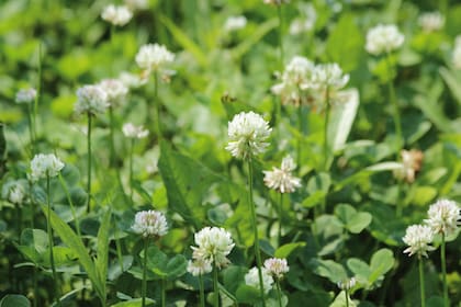 El trébol blanco (Trifolium repens) fija el nitrógeno y ayuda a mejorar suelos pobres