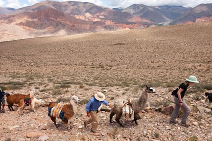 El trekking por los cerros con las llamas