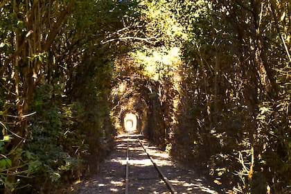 El tren pasa por túneles que se formaron naturalmente entre los árboles