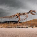 Reaparece un Tiranosaurio rex de 67 millones de años podría costar US$30 millones