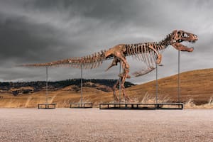 Un dinosaurio volverá a “aparecer” en Nueva York: el T.rex, de 67 millones de años, podría costar US$30 millones