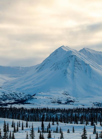 El Triángulo de Alaska está sumido en un territorio inhóspito, lleno de árboles, nieve y depredadores