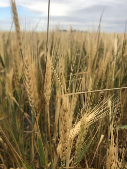 El trigo, afectado por la sequía y las heladas