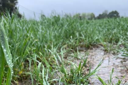El trigo en varias zonas de Córdoba necesitaban lluvias