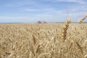 El próximo gobierno podría tener un “puente financiero” de unos US$2000 millones con el trigo