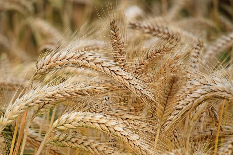 Fuerte repunte: en enero el agro exportó US$580 millones más que igual mes de 2023