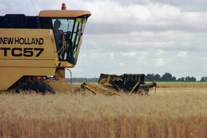 El trigo, otro cultivo que ganó participación