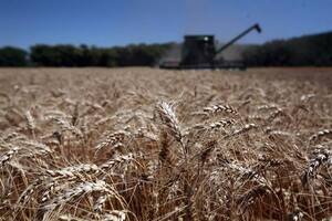 La siembra de trigo no crecerá y quedará en el mismo nivel que el año pasado