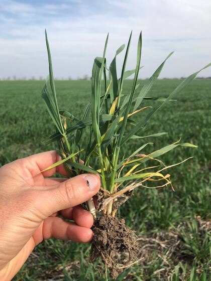 El trigo sufre en varias regiones