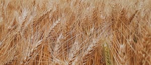 El trigo invita a jugar un partido hacia adelante