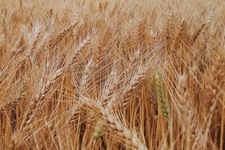 El trigo invita a jugar un partido hacia adelante