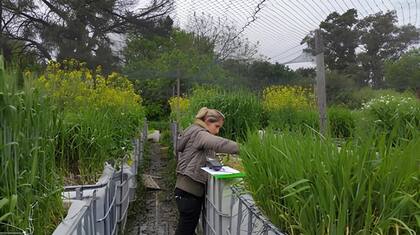 "El trigo y la cebada generan raíces superficiales con un tejido que les permite una mejor oxigenación, llamado aerénquima, así mitigan la crisis metabólica”, dijo la investigadora