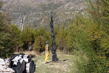 El tronco de uno de los árboles quemados por el incendio