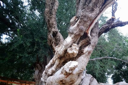 El tronco del árbol