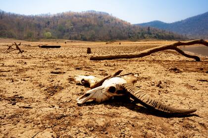 El tronco encontrado en Canadá es clave para llegar a una solución al cambio climático