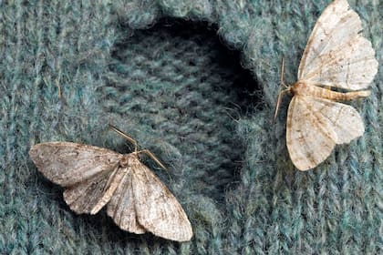 El truco casero para deshacerte de las polillas en casa y mantenerlas alejadas para siempre