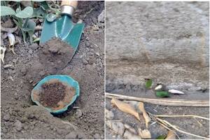 El truco casero para eliminar las hormigas de los jardines