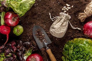 El truco con cáscara de banana que ayuda a que tus plantas crezcan más fuertes