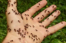 Arma de destrucción masiva: el poderoso remedio casero para exterminar definitivamente a las hormigas de la cocina