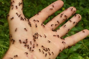 El remedio casero para exterminar definitivamente a las hormigas de la cocina