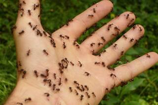 El remedio casero para exterminar definitivamente a las hormigas de la cocina