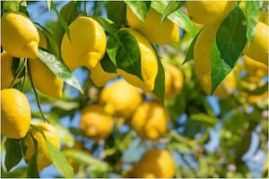 El truco infalible para proteger al limonero